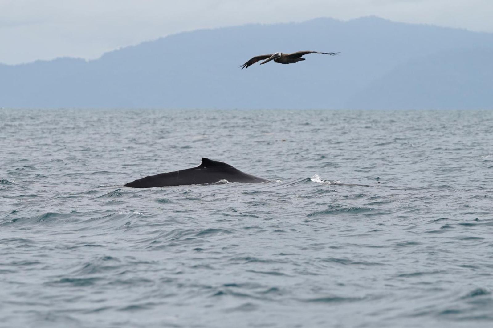 Piedras Blancas Dolphin Quest Costa Ricaヴィラ エクステリア 写真
