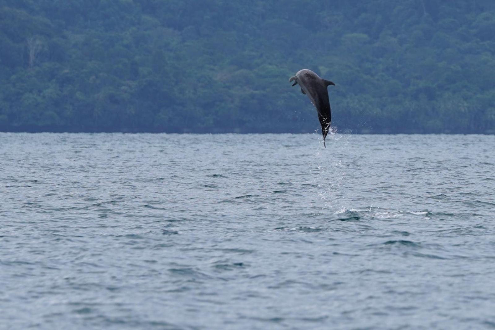 Piedras Blancas Dolphin Quest Costa Ricaヴィラ エクステリア 写真
